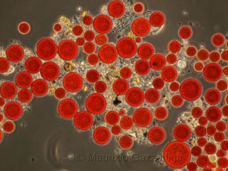 Haematococcus pluvialis: spore